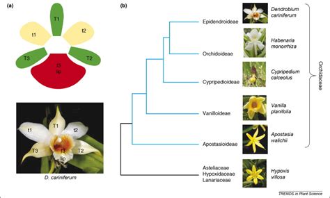 Mads About The Evolution Of Orchid Flowers Trends In Plant Science