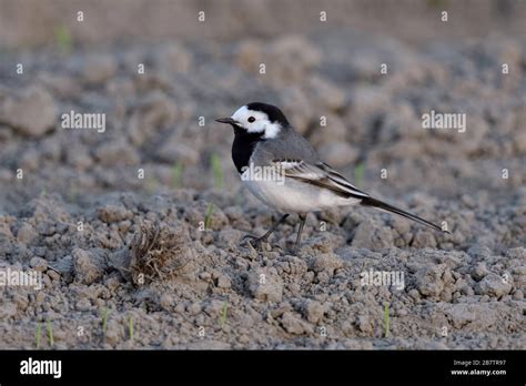 Pied Wagtail Bachstelze Motacilla Alba Sitting On The Ground On