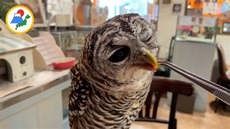 Visiting An Owl Cafe In Japan 🦉🇯🇵 Torinoiru Cafe Youtube