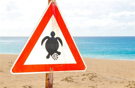 Turtle Nesting Season Sign At The Beach Stock Photo Image Of Hatch