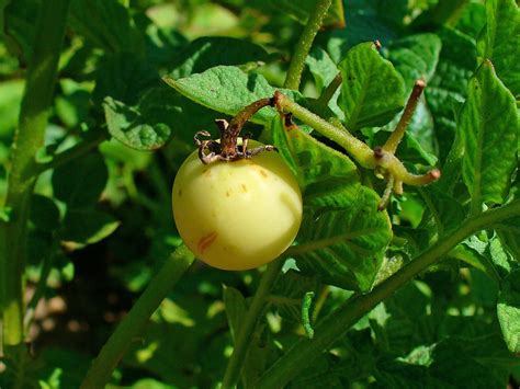 Kartoffel Solanum Tuberosum Beschreibung Steckbrief Systematik