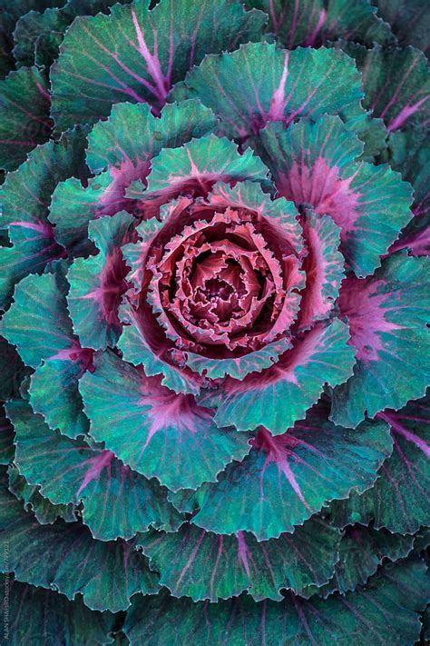 "Ornamental Cabbage" by Stocksy Contributor "ALAN SHAPIRO" - Stocksy