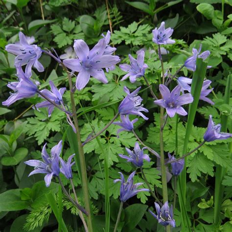 Wild Flower Society Bluebells The Armada Is Here Again