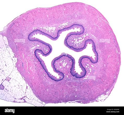 Esophagus Micrograph Cut Out Stock Images And Pictures Alamy