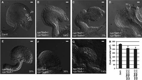 Ovule Phenotypes Of Cyp A Cyp A And Double Mutants A Mature