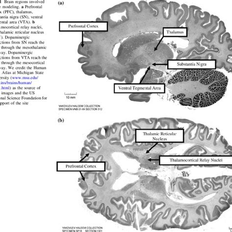 Brain Regions Involved In The Modeling A Prefrontal Cortex Pfc