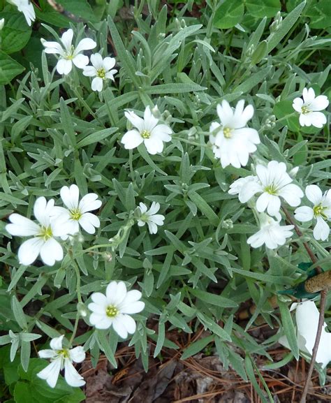 Silver Carpet Snow In Summer Cerastium Tomentosum Snow In Summer