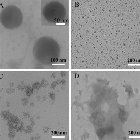 Microstructural Characterization Of Aca Nanogels Tem Images Of A