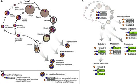 Poised Chromatin In The Germ Line And In Somatic Lineages Proposed