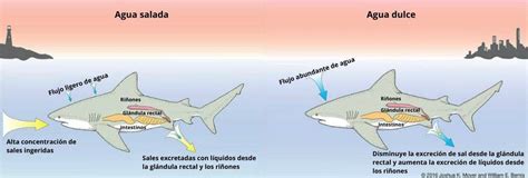 Cuál Es El Proceso De Reproducción De Los Tiburones