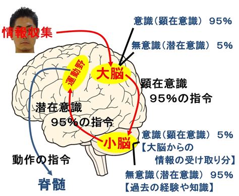 意識と無意識と運動の関係 イップス研究所 東京支所