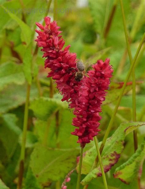 Plantfiles Pictures Mountain Fleece Fat Domino Persicaria