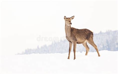 Roe Deer In Winter Snow Stock Image Image Of Cold Forest 137739681