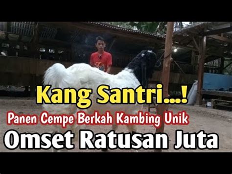 Panen Cempe Berkah Kambing Berkaki Sukses Beternak Kambing