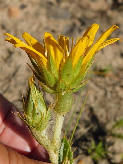 Soft Capethistle From Greyton South Africa On November