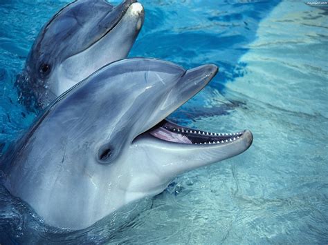 Zwierzaki: Delfin Butlonosy (Butlonos)