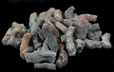 Bulk Fossil Tabulate Coral (Thamnopora) - 25 Pack For Sale - FossilEra.com