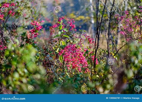 Naked Autumn Trees With Few Red Leaves Stock Image Image Of Naked Weather