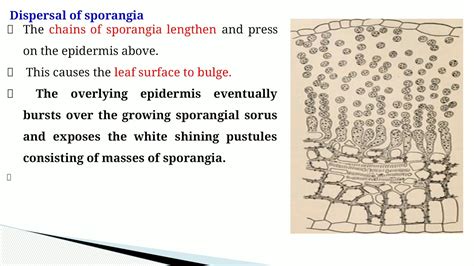 Albugo Sporangia Part 1 Youtube