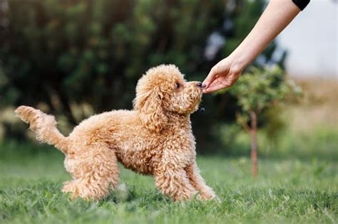 Small Dog Training: How, Where, When and Why - DoggoMag