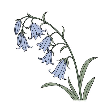 Elegant Common Bluebell on White 57810692 Vector Art at Vecteezy