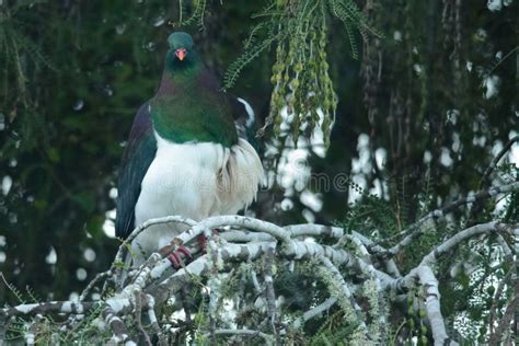 Wild Kereru stock photo. Image of anau, iridescent, bird - 261404908