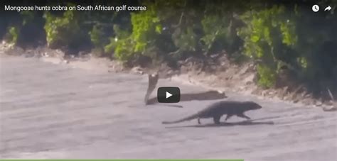 Check Out This Fight Between A Mongoose And A Cobra | udopt.co.uk