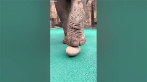 Elephant 🐘🐘🐘🐘 Youtube