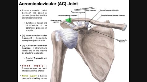 Acromioclavicular Ac Joint