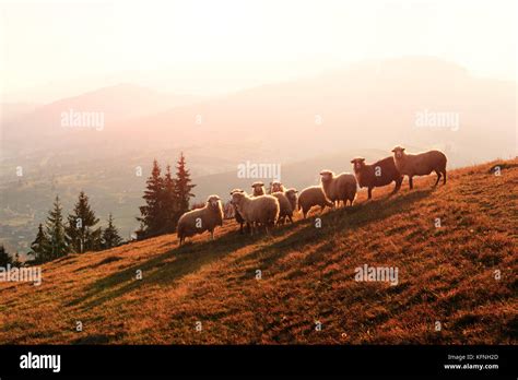 Herd Of Sheeps In Autumn Mountains Stock Photo Alamy