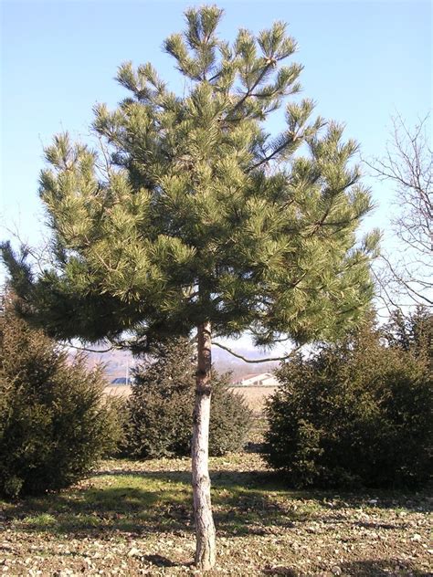 Pinus Nigra Austriaca Guillot Bourne