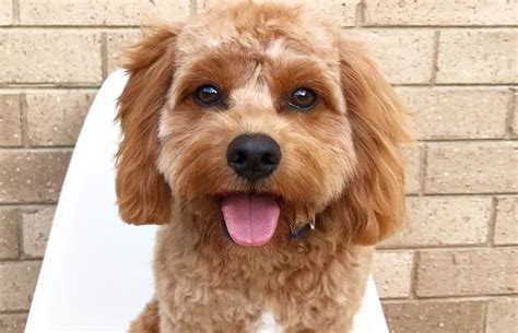12 Amazing Things About Cavoodle Charles Spaniel Poodle Mix Dog
