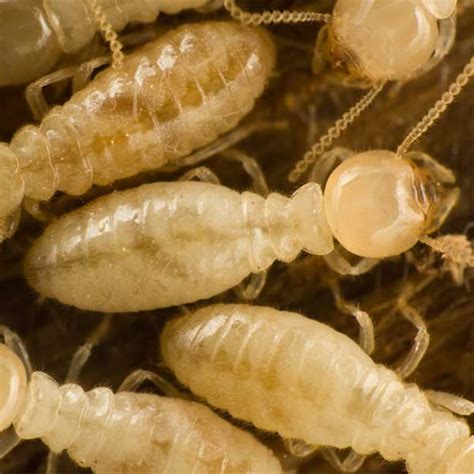 Subterranean Termite Facts Appearance Habitat And Threats