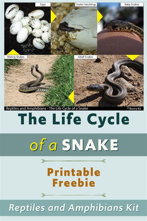 Snake Life Cycle And Parts Of The Snake Printable Off