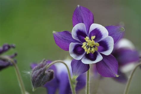 水仙スイセンの花言葉と由来｜色・品種別・英語の花言葉、怖い意味は？ Hanasaku