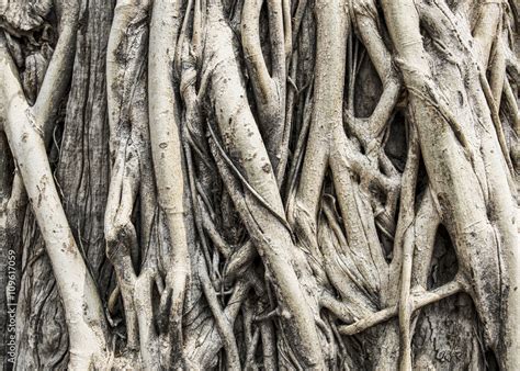 Tree roots texture Stock Photo | Adobe Stock