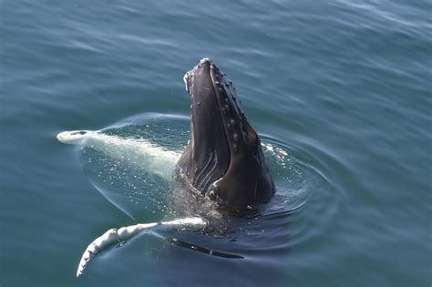 Humpback whale - Whale and Dolphin Conservation