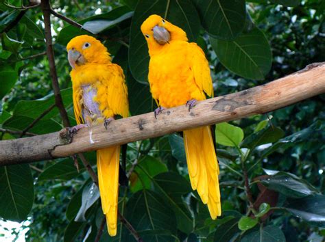 Ararajuba o pássaro tão especial quanto o ouro o eco