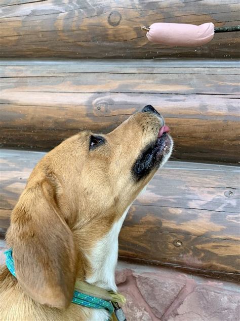 Beagle Dog Looks At The Sausage The Ginger Dog Stuck Out Her Tongue