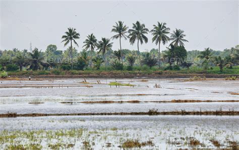 Paddy Fields Flooded Near Kumarakom Kerala India Stock Photo By