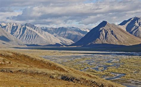 Op Ed Alaskas Arctic National Wildlife Refuge The Place Where Life