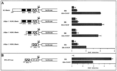 The Coup Tf Helper Effect Is Promoter Context Dependent And Involves Download Scientific