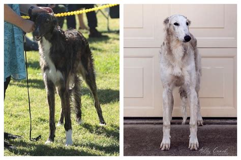 Borzoi FAQs — Rezance Borzoi