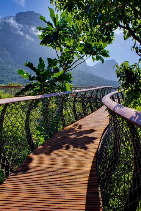 Gallery of Kirstenbosch Centenary tree canopy walkway / Mark Thomas ...