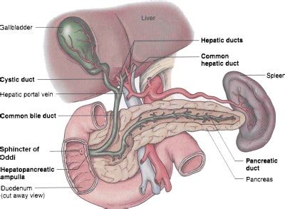 Cystic Duct – Function, Anatomy, Disorders, Obstruction and Pictures ...