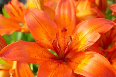 Orange Lily Stock Photo Image Of Macro Colored Coloured 15004770