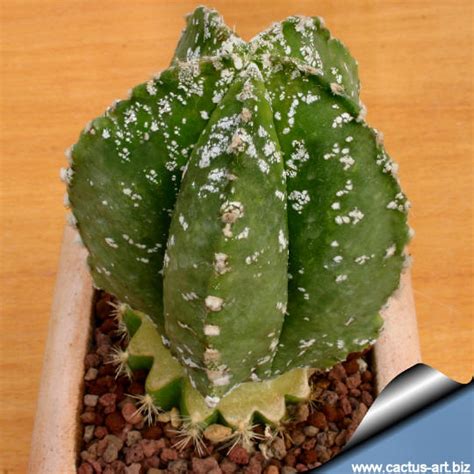 Astrophytum Myriostigma Cv Hakuun Nudum