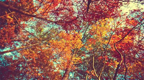 Fondos De Pantalla Luz De Sol Rboles Vistoso Bosque Oto O Hojas