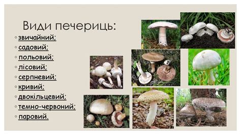 Печериці - презентация онлайн