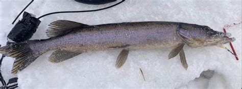 Brochet maillé Le mur des trophées Pêche QC